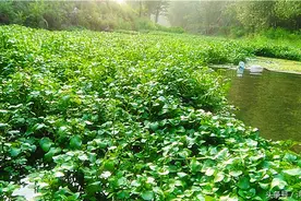 农村河道喂鸡喂猪的水草，有人非说是“西洋菜”，到底是谁错了图片