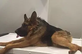 因为得了一种病所以让这15只牧羊犬，活动的时候只能倒退行走！图片