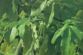 国家重点保护野生植物——喙核桃图片