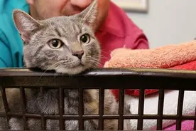 猫咪只是想在洗衣机里睡一觉而已，没料到出来时却被送进兽医院图片