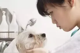 宠物美容不仅为了好看，更为了健康！图片