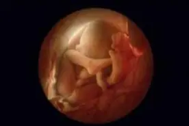 胎儿在妈妈肚子里第三个月和第四个月的生长发育
