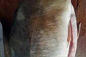 嫩鱼炖豆腐，营养滋补好味道！图片