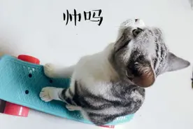 绝对技术流！喵星人玩滑板完爆人类高手图片
