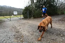 主人外出爱犬溜出家门，误打误撞参与跑步比赛获名次图片