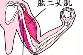 打造发达肱二头肌 训练方法与拉伸教程图片