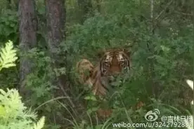 野生东北虎现身吉林 吃掉人参种植场4条护院狗图片