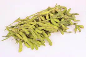 女人吃毛豆的好处 毛豆的营养价值图片