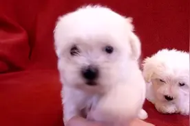 听听小白狗的叫声，对主人是多么的亲热视频封面