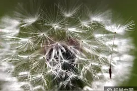 风中飞舞的蒲公英——停不了的爱图片