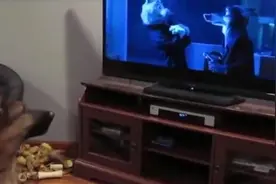 德国牧羊犬听到电视里的狼嚎之后，也不甘示弱的嗷了起来……