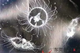 罕见！大岭山森林公园发现“不明生物”！专家证实为“水中大熊猫”图片