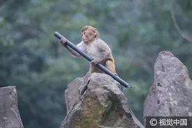 杭州：小猴戏耍“金箍棒”功夫了得图片