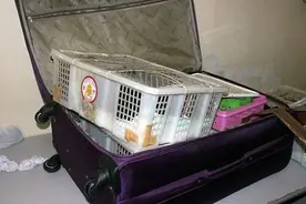 女子带着硕大行李箱准备登机，机场安检时竟在里面发现惊人的东西图片