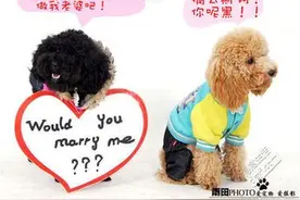 黑色泰迪求婚被拒，理由竟然这般哭笑不得，动物世界里的真爱图片