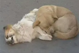 小黄说什么也不愿离开死去同伴的身边，坚持一旁守护！画面太揪心图片