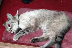 看完这只小猫咪的遭遇后，瞬间正能量爆棚，却又几欲落泪！图片