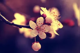 两段凄美的爱情故事：妻子已变植物人却为他的话流下眼泪图片