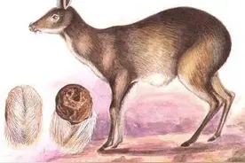 香料的故事|古代阿拉伯人从公山羊的胡须里提炼香料图片
