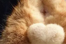 用猫咪蛋蛋做的胸针，太有魔性了，这球球图片