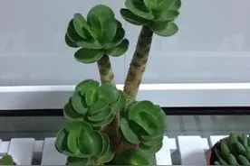 象征富贵生财的植物（一）——金钱木、福禄桐、富贵竹图片