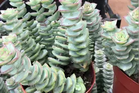 星王子多肉植物