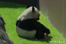 大熊猫不怕人，走近游客让它们拍照视频封面