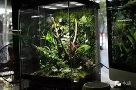 水族 | 雨林缸怎能没有树蛙？图片