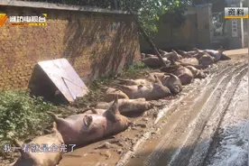 昌乐一养猪场851头猪被冲走 潍坊最大一笔政策性保险赔付36万余元视频封面