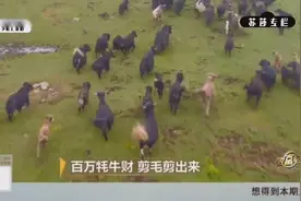 老婆家的400头牦牛让他发现商机，想让800元一头的牛卖上1000元视频封面