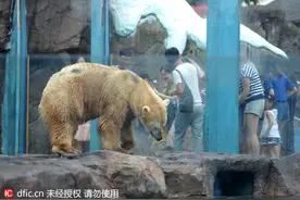 成都一北极熊烈日下“接待客人” 网友高呼“心疼”图片