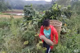 什么样的南瓜最好吃，农村妹告诉你这样选，绝对没错视频封面