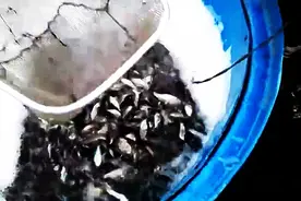 在水里放一个鱼笼，第二天来收，这渔获太惊人了图片