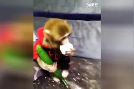 猴哥一手黄瓜金箍棒，一手素斋面包块，猴年看猴哥吃东西太可爱了图片
