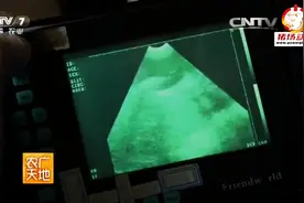 一个视频教你学会“猪B超妊娠诊断技术”，太实用了！图片