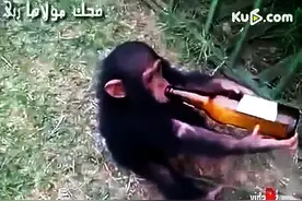 小猴子爱喝酒？抢走酒它的反应更是让人傻眼，当真酒鬼无误！图片