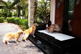 这4只乖乖排队的狗狗，绝对是世界上最听话的图片