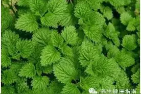 薄荷的用途有哪些图片