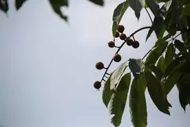 树的故事 | 七叶树图片