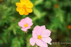 微友评网友热议赵安金荣获“全国模范检察干部”荣誉称号（十三）图片