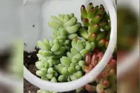 13个最实用的DIY小礼物送给身边刚买房的朋友～视频封面