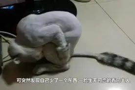 剃完毛后的猫，发现蛋蛋不见了，一脸生无可恋的看着主人！视频封面