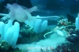 世界最大的“虾”2米长！一次让你吃个够 再有钱也吃不起视频封面