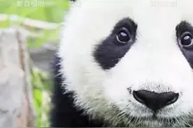 下个E英语宝让你的孩子读英语吧！视频封面