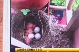 合肥翠庭园两只黑鸟在居民家窗台做窝孵小鸟 却引来一堆怪虫图片