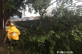 狂风暴雨中小柳路榕树折断堵马路　园林部门清理图片