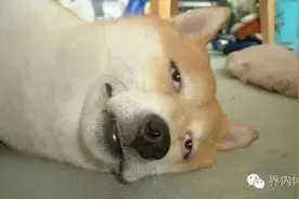 打羽毛球的你，为什么还单身？图片