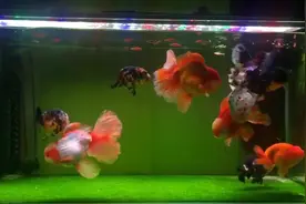 水清鱼靓，鱼友把泰狮和兰寿养在一起的效果看着真好看
