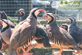 鹧鸪养殖鹧鸪饲养管理的12点措施图片