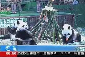 憨态可掬！广东大熊猫三胞胎迎来两周岁 相当于六七岁儿童图片